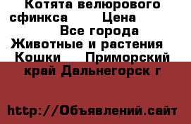 Котята велюрового сфинкса. .. › Цена ­ 15 000 - Все города Животные и растения » Кошки   . Приморский край,Дальнегорск г.